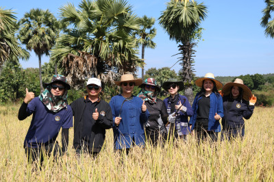 ศส.10 ลำปาง ร่วมอนุรักษ์ประเพณีลงแขกเกี่ยวข้าว ณ ... พารามิเตอร์รูปภาพ 1