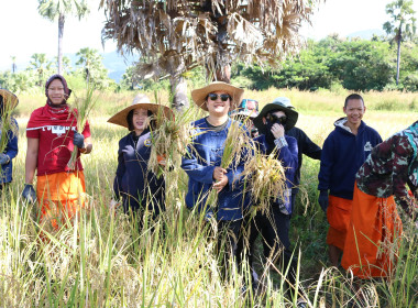 ศส.10 ลำปาง ร่วมอนุรักษ์ประเพณีลงแขกเกี่ยวข้าว ณ ... พารามิเตอร์รูปภาพ 3